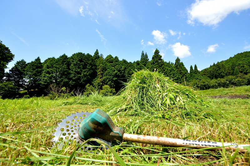 草刈り作業後の風景です